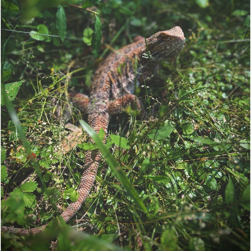 Meet your Posher, Keltsie